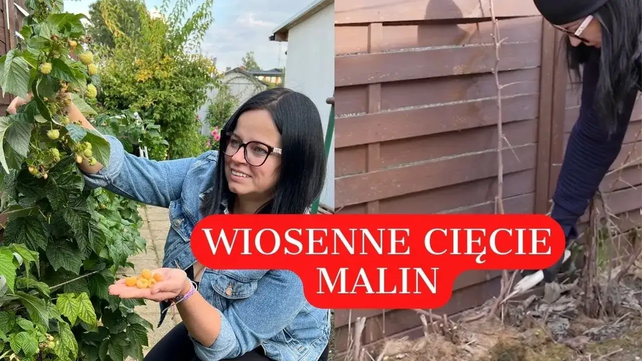 Zdjęcie Jak przycinać maliny, aby uniknąć błędów i zwiększyć plony