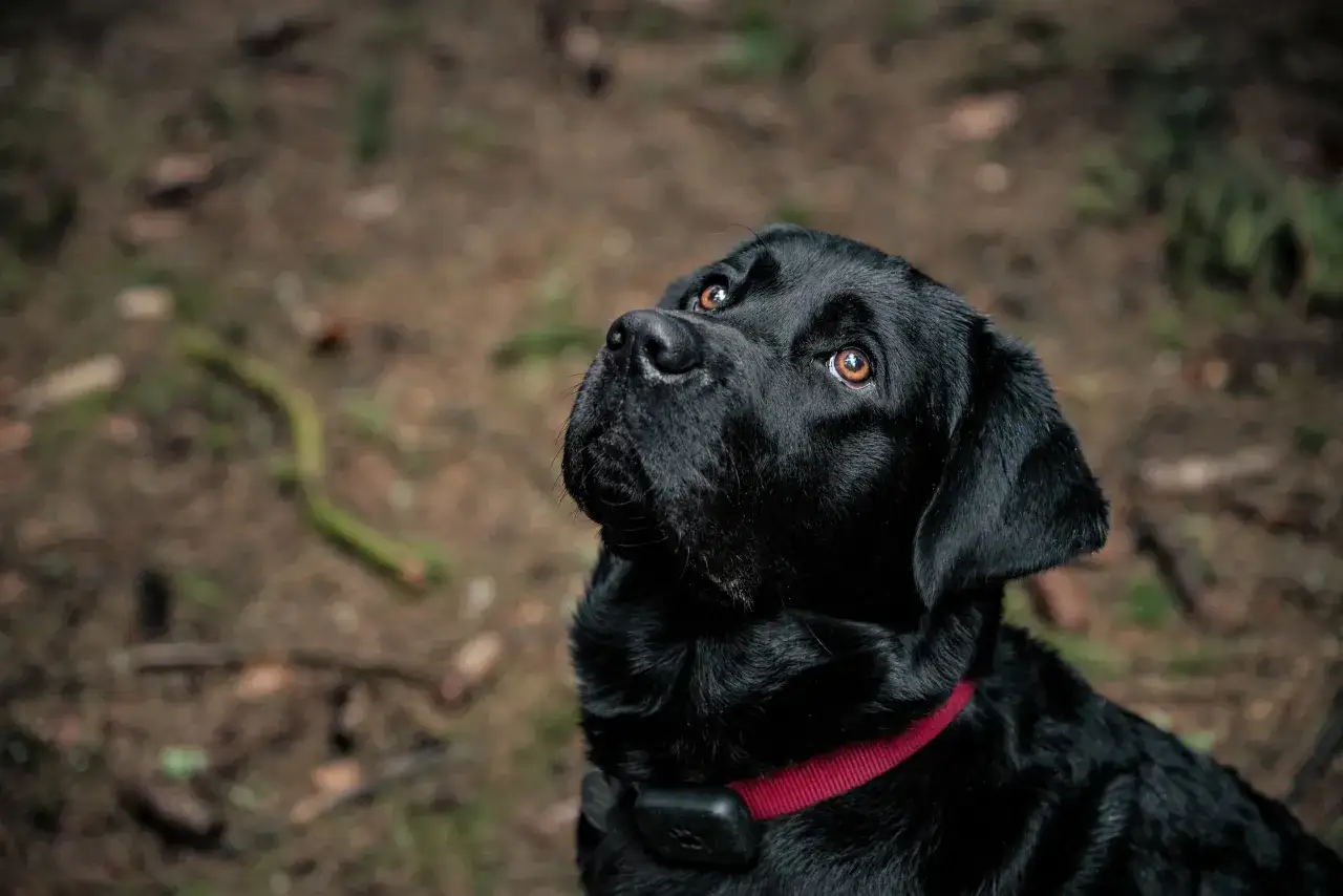 Zdjęcie Czy pies powinien nosić obrożę cały czas? Odkryj zagrożenia dla zdrowia