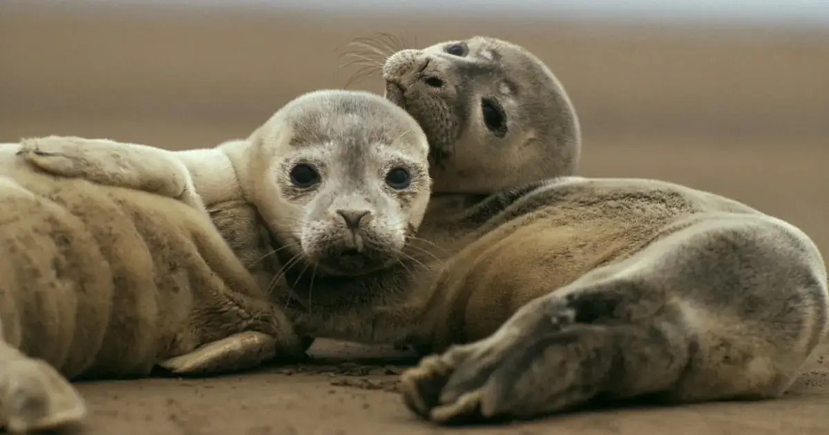 Zdjęcie Poznaj fascynujące ssaki żyjące w Bałtyku: 4 wyjątkowe gatunki morskich zwierząt