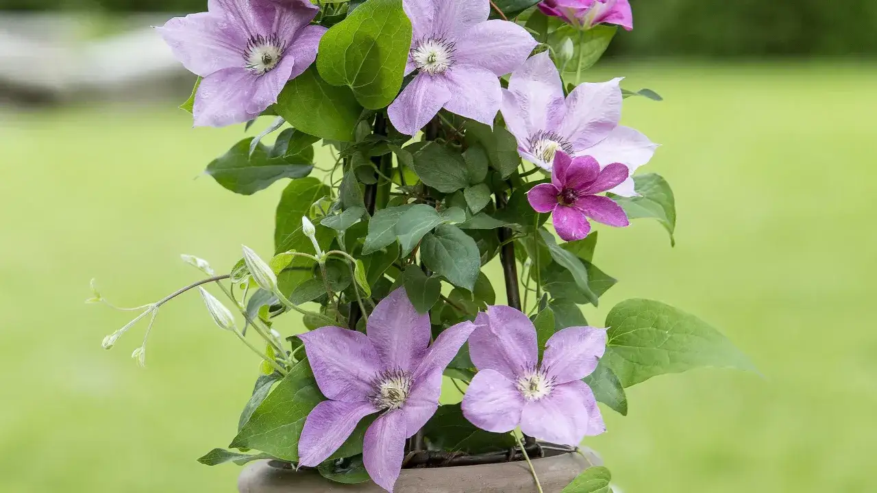 Zdjęcie Jak sadzić powojniki w donicach, by uniknąć najczęstszych błędów