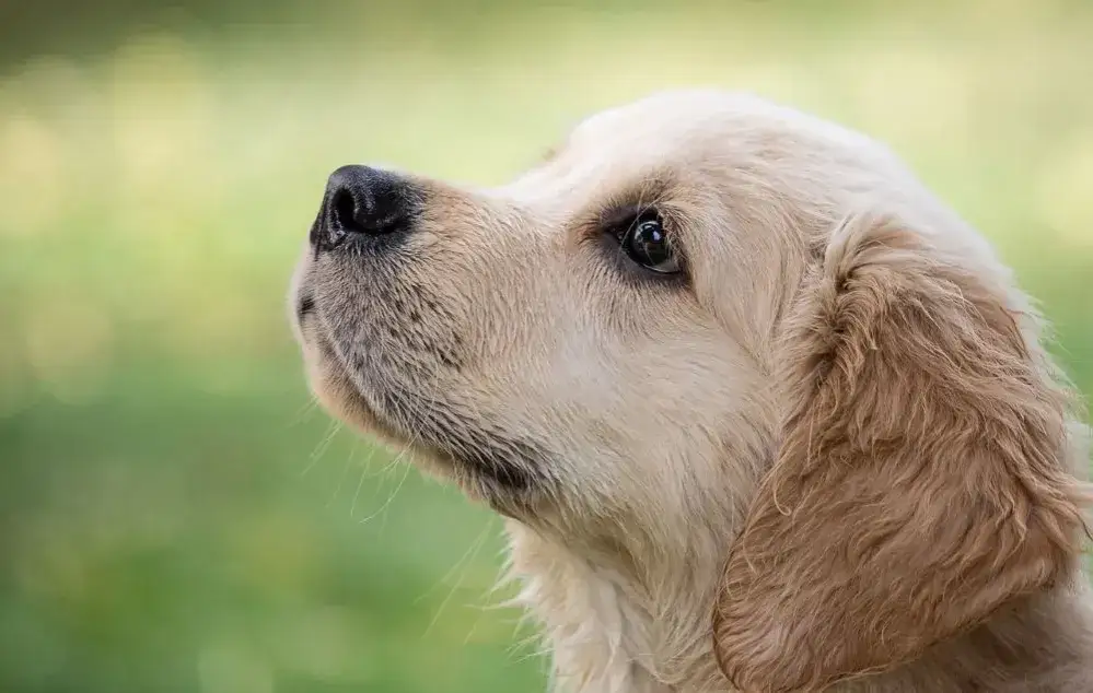Zdjęcie Ile waży szczeniak golden retriever? Poznaj kluczowe informacje o wzroście