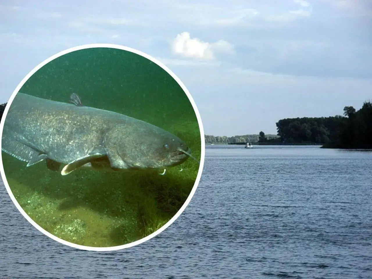 Zdjęcie Gdzie leży jezioro Gopło? Odkryj jego tajemnice i lokalizację