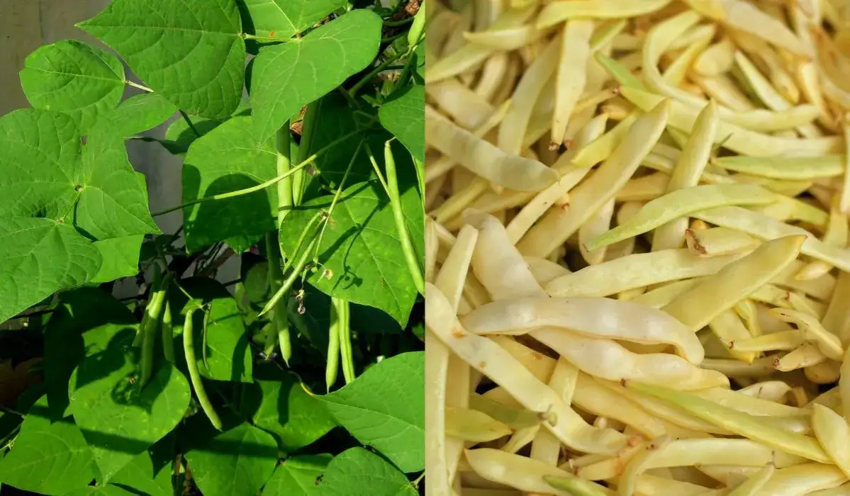 Zdjęcie Sezon na fasolkę szparagową: kiedy jest najtańsza i najlepsza?