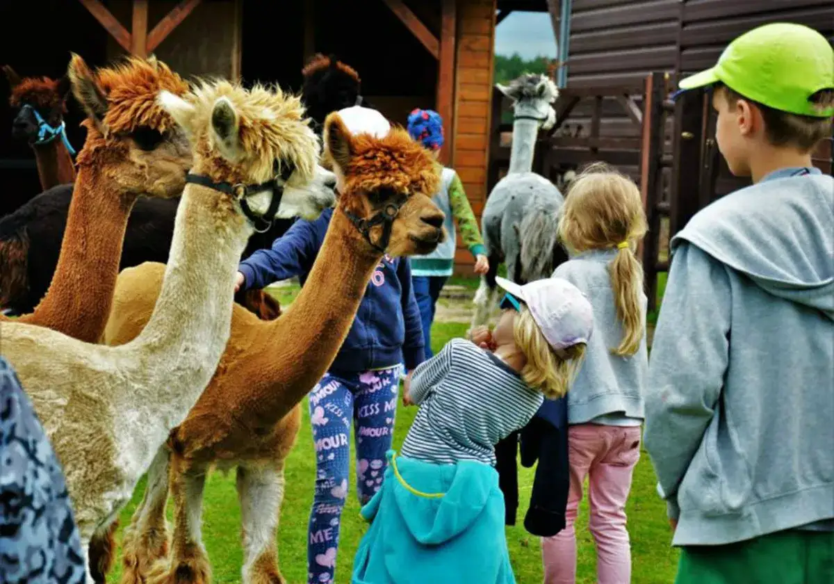 Zdjęcie Hodowla alpak jak zacząć - uniknij najczęstszych błędów początkujących