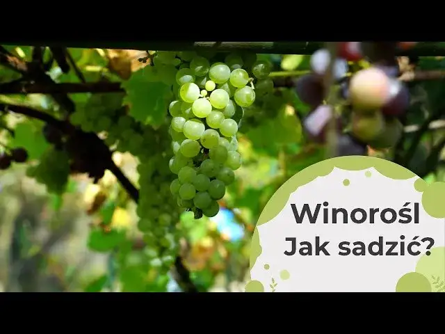 Zdjęcie Sadzonki winogron jak sadzić - uniknij najczęstszych błędów w uprawie