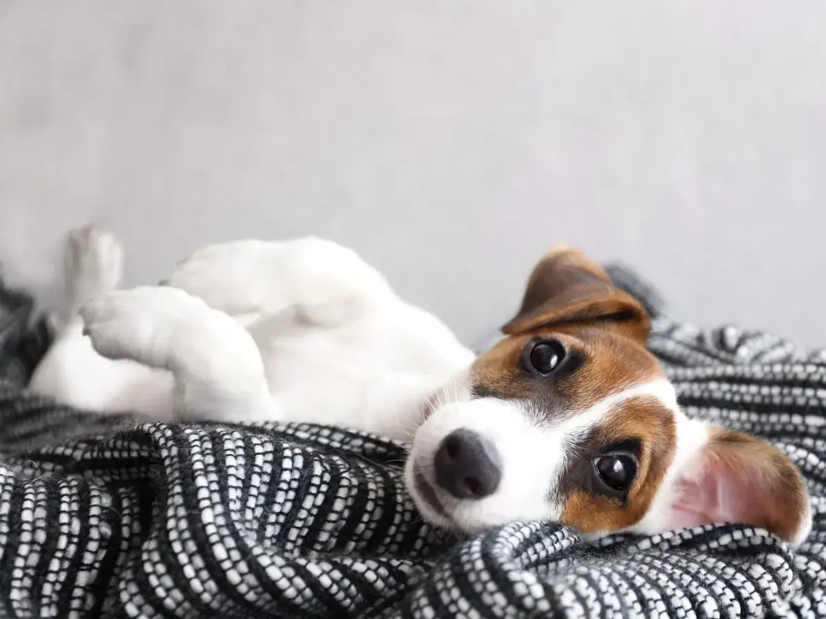 Zdjęcie Jack Russell Terrier: Sierść czy włosy? Poznaj różnice i pielęgnację