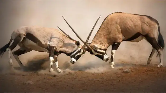 Zdjęcie Co to jest konkurencja w biologii i jak wpływa na ekosystemy?