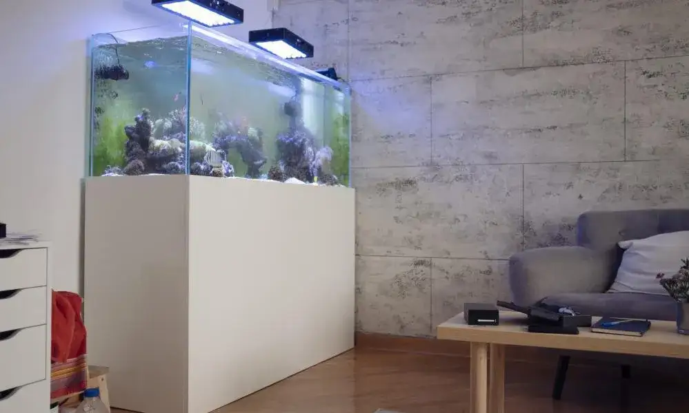 Zdjęcie Jak prawidłowo ustawić akwarium i na czym je postawić