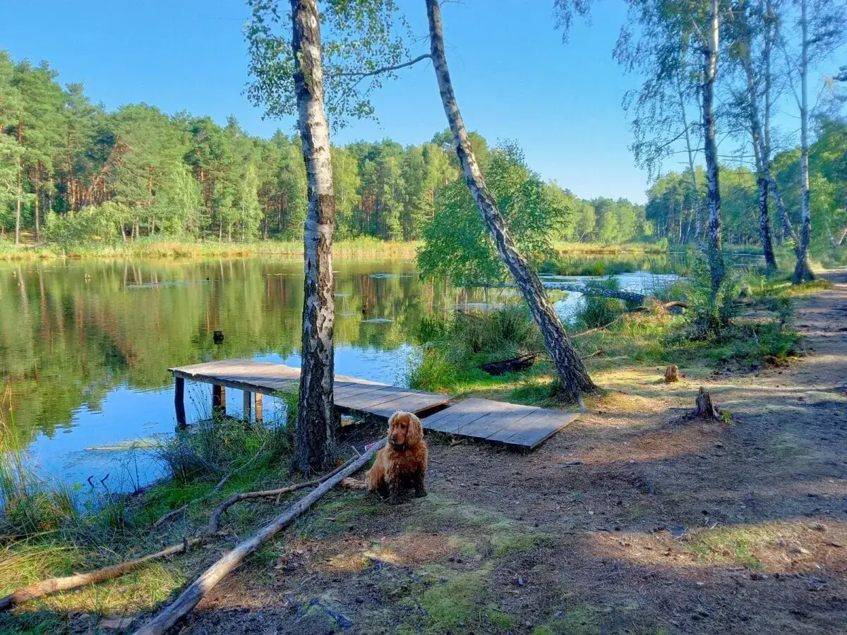 Zdjęcie Najlepsze miejsca gdzie z psem nad wodę na Dolnym Śląsku: 8 bezpiecznych plaż