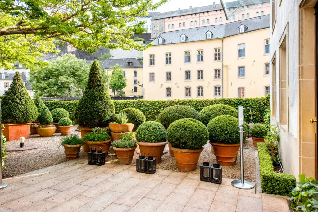 Zdjęcie Co na taras do donic: rośliny, które ożywią Twoją przestrzeń