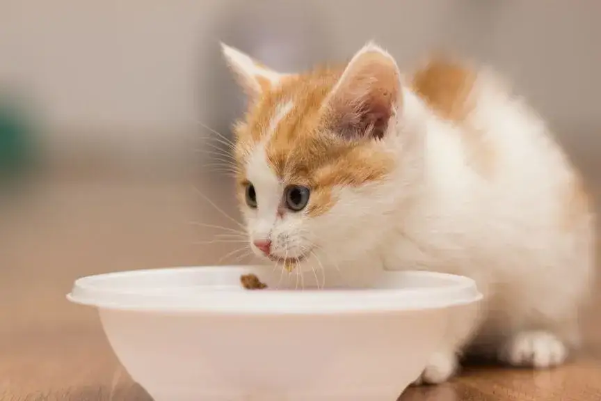 Zdjęcie Co je mały kotek? Kluczowe informacje o jego żywieniu i opiece