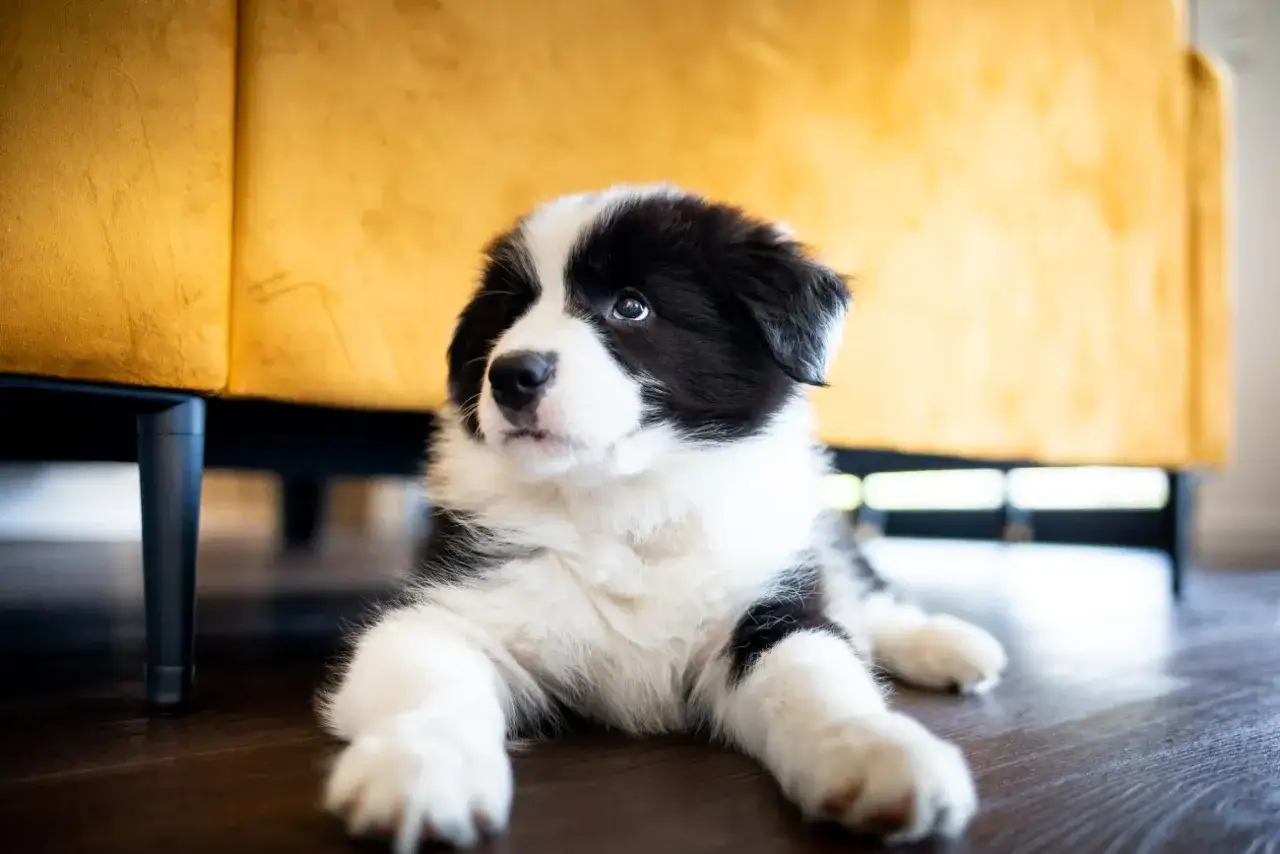 Zdjęcie Kiedy szczeniak border collie zmienia sierść i co musisz wiedzieć