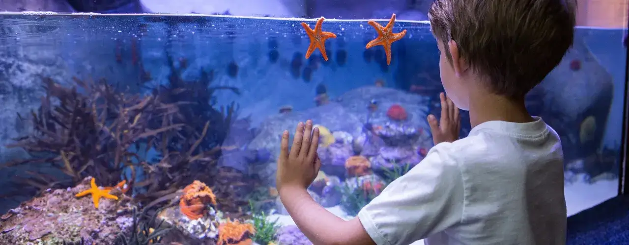 Zdjęcie Ile kosztuje akwarium morskie? Poznaj ceny i ukryte wydatki