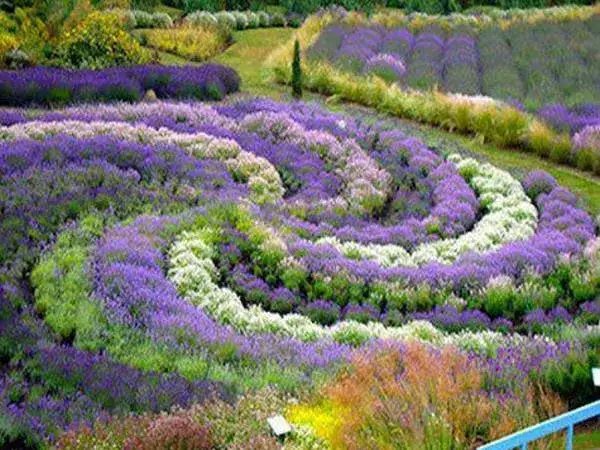 Zdjęcie Ogrody sensoryczne - co to jest i jak wpływają na nasze zmysły