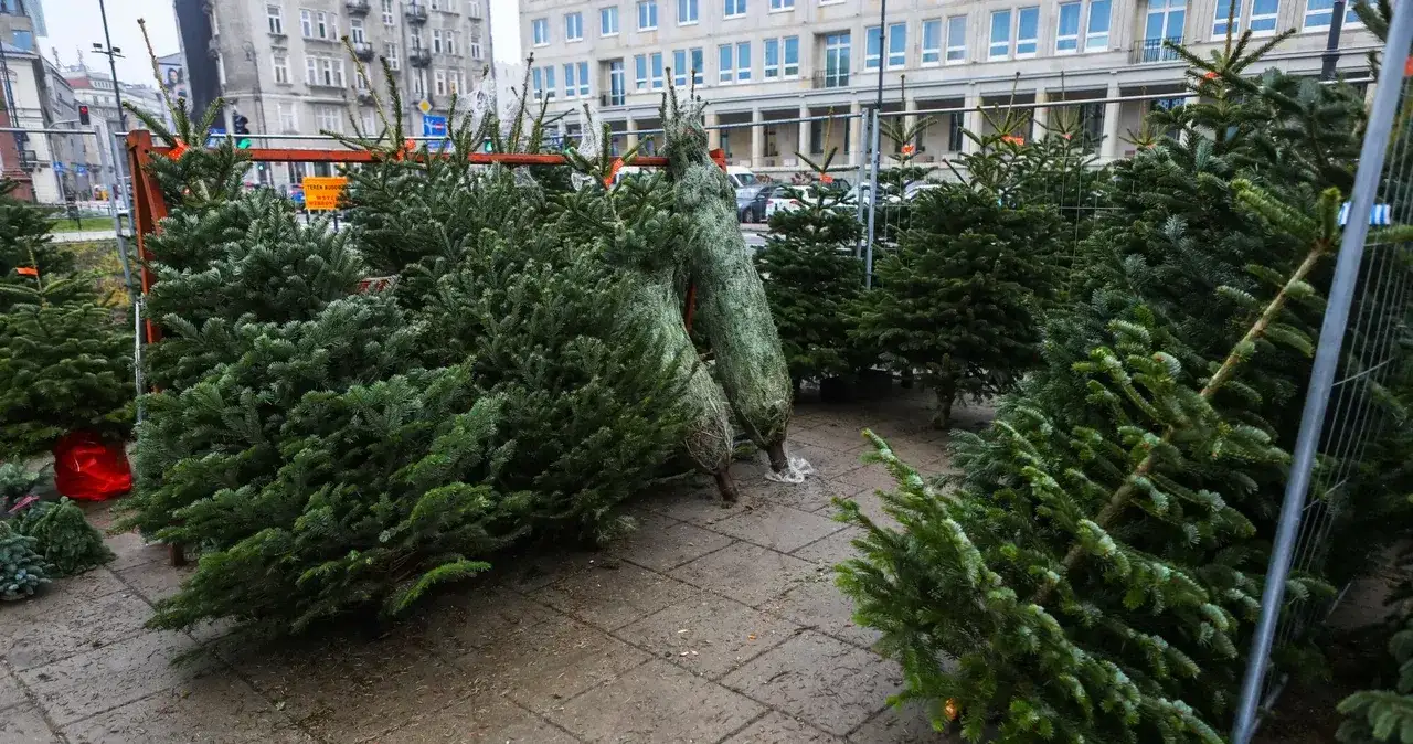 Zdjęcie Czego symbolem jest choinka? Odkryj jej głębokie znaczenie i historię