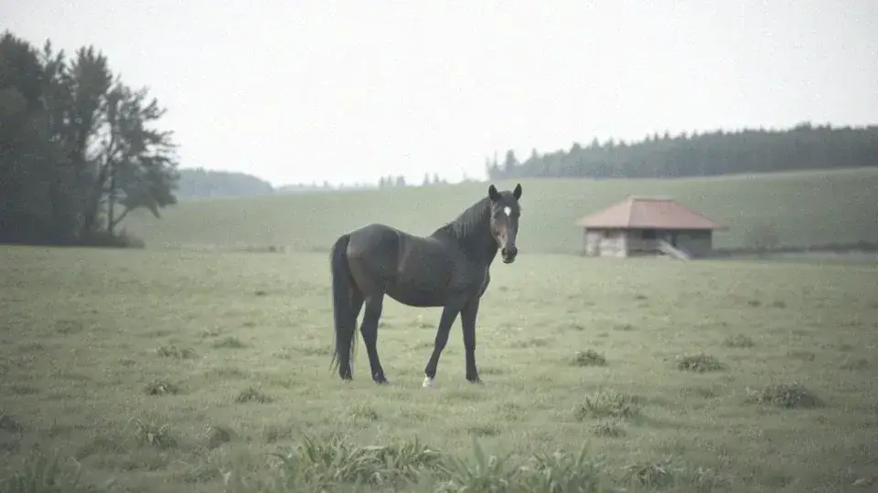 Zdjęcie Odmiana słowa "koń" przez przypadki: Przewodnik