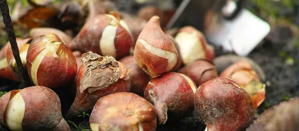 Zdjęcie Kiedy sadzić tulipany na działce, aby uniknąć rozczarowań?