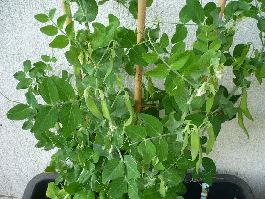 Zdjęcie Kiedy i jak siać groch? Najlepsze porady dla ogrodników