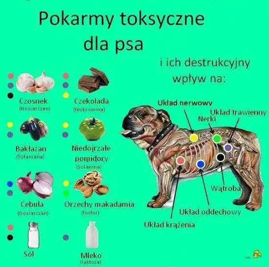 Zdjęcie Toksyczny szczaw dla psa? Objawy, pierwsza pomoc i bezpieczne alternatywy