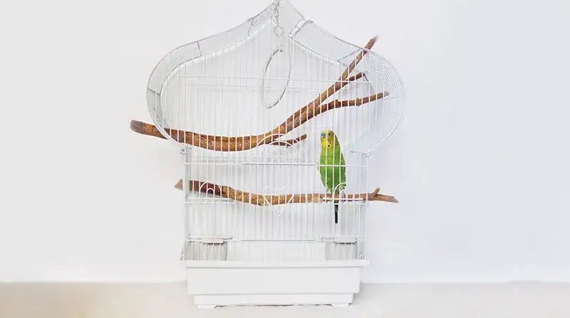 Zdjęcie Jaka klatka dla papugi falistej zapewni jej komfort i bezpieczeństwo