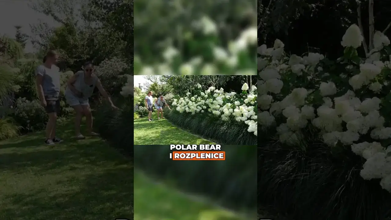 Zdjęcie Jak sadzić rozplenicę hameln? Odpowiedni odstęp dla sukcesu