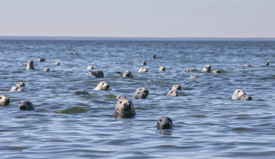 Zdjęcie Jakie zwierzęta żyją w Bałtyku? Odkryj niezwykłą faunę morską