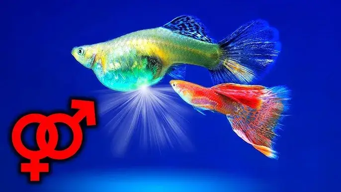 Zdjęcie Ile trwa ciąża u rybek akwariowych? Poznaj różnice między gatunkami