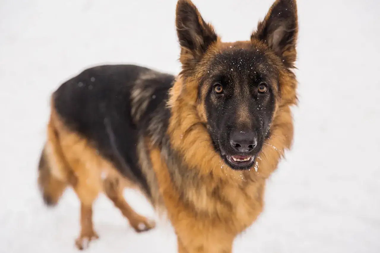 Zdjęcie Ile żyją owczarki niemieckie długowłose? Odkryj sekrety ich długości życia