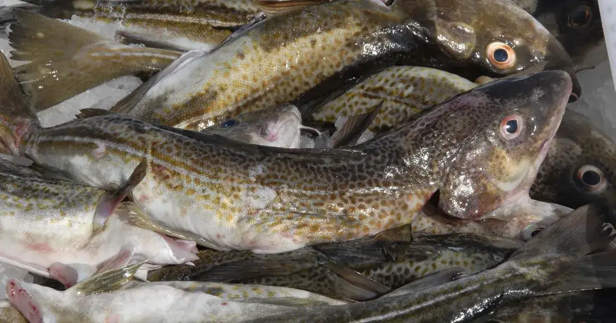 Zdjęcie Najczęściej łowione ryby w Bałtyku: co warto wiedzieć przed wyprawą