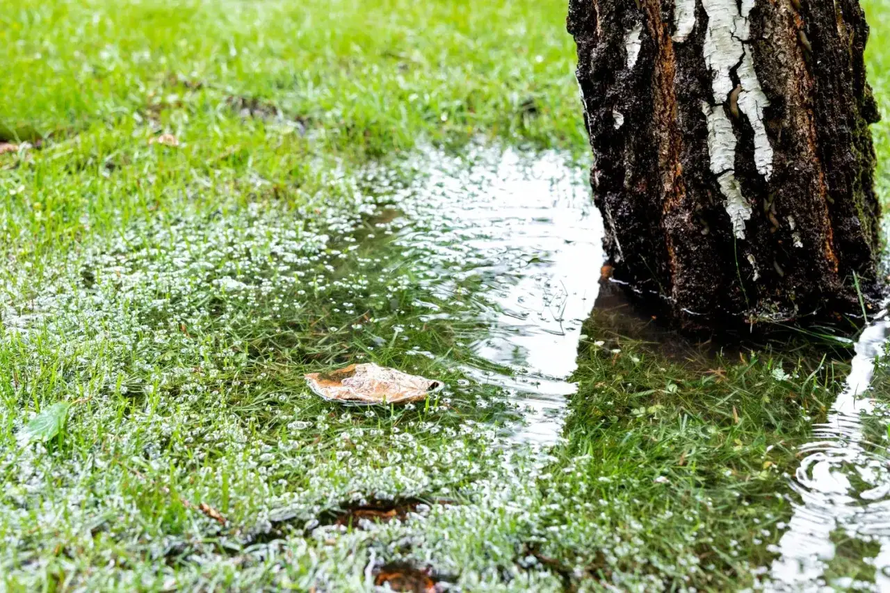 Zdjęcie Jak osuszyć działkę? Skuteczne metody na pozbycie się wody