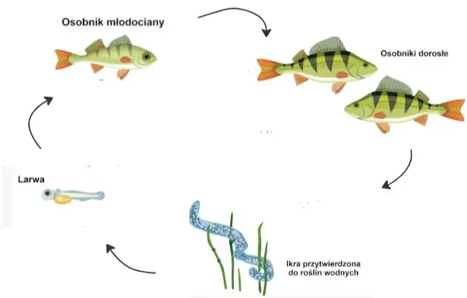 Zdjęcie Jak rozmnażają się ryby? Odkryj tajemnice ich rozmnażania