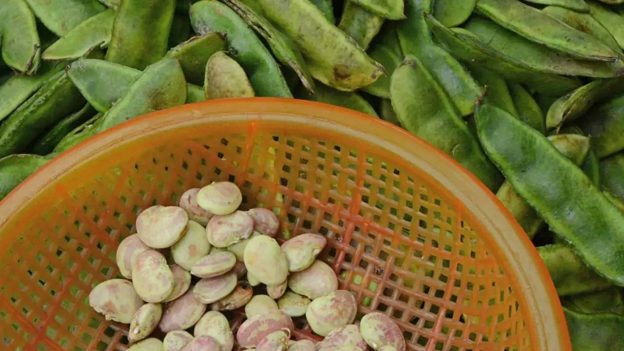 Zdjęcie Jak siać bób do gruntu, aby uniknąć najczęstszych błędów?