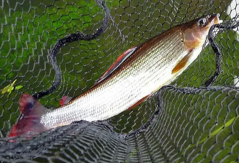 Zdjęcie Wędkowanie na jeziorze Jamno: najlepsze gatunki ryb i porady