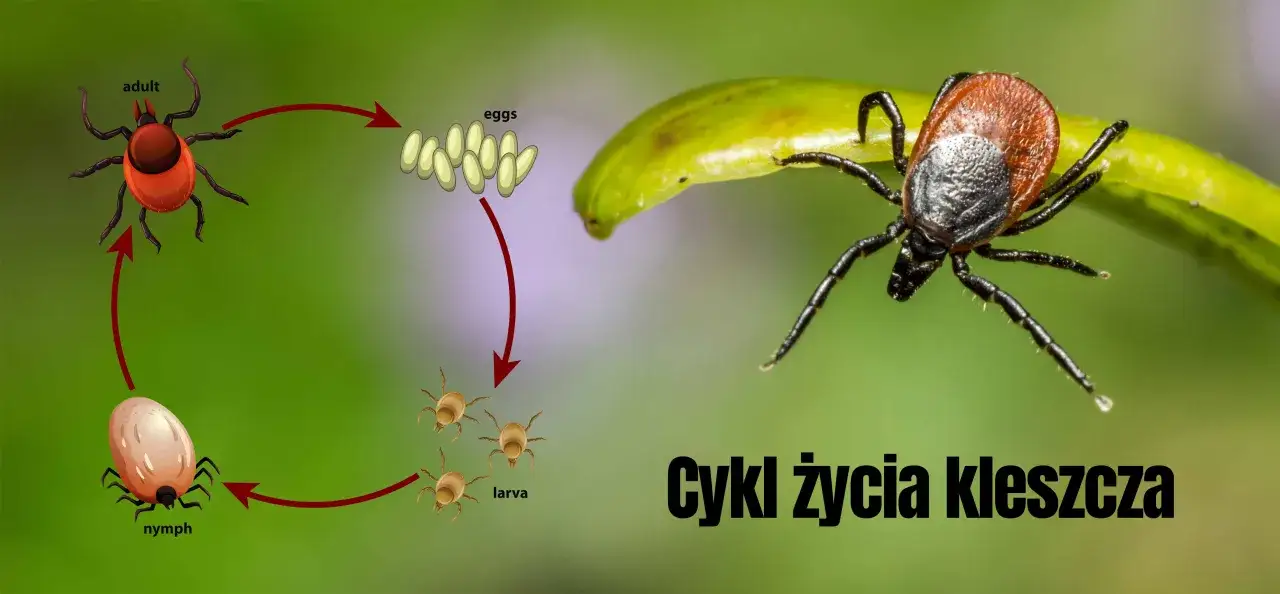 Zdjęcie Ile żyją kleszcze? Zaskakujące fakty o ich cyklu życia i przetrwaniu