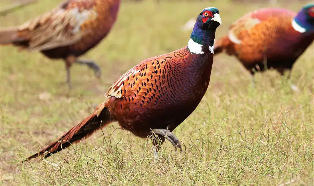 Zdjęcie Bażant czym się żywi - poznaj tajemnice diety tego ptaka