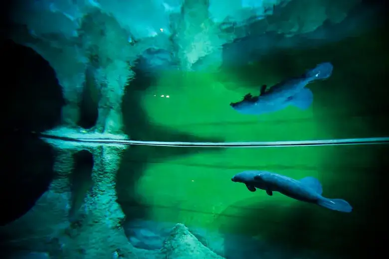 Zdjęcie Jak kupić bilety do oceanarium w Gdyni i uniknąć kolejek