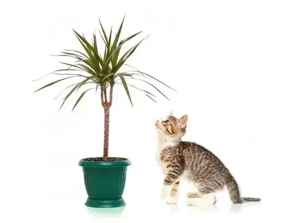 Zdjęcie Czy dracena jest trująca dla kota? Poznaj objawy zatrucia i rozwiązania