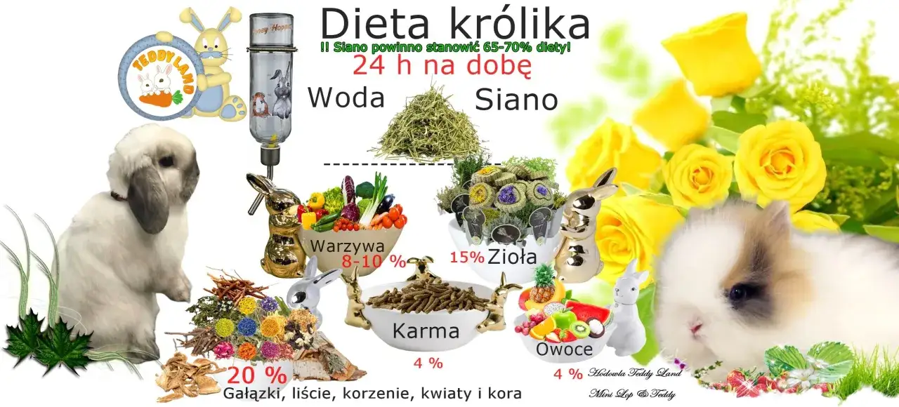 Zdjęcie Jak karmić króliki: kluczowe zasady dla zdrowej diety królików