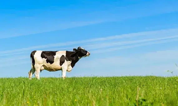 Zdjęcie Jak wywołać poród u krowy bez ryzyka dla matki i cielęcia