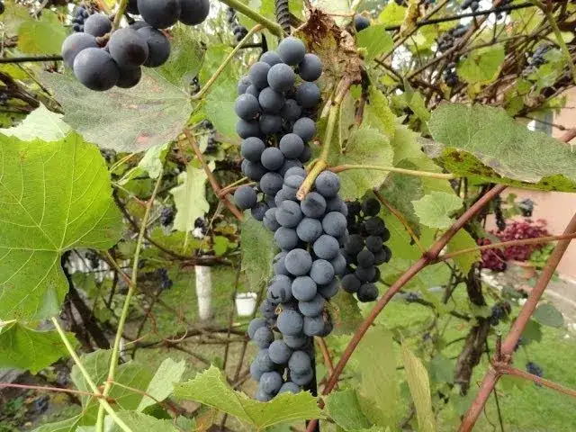 Zdjęcie Jak zrobić wino wytrawne z winogron krok po kroku bez błędów