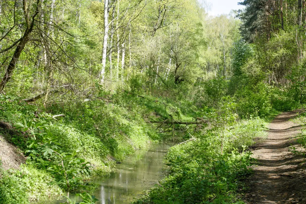 Zdjęcie Rezerwat przyrody Olszynka Grochowska – historia, natura i atrakcje