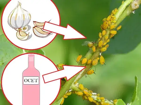 Zdjęcie Skuteczne sposoby na mszyce w ogrodzie – naturalne i chemiczne metody