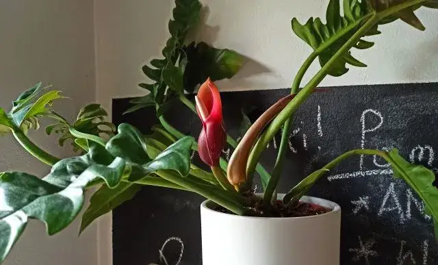 Zdjęcie Jak kwitnie filodendron i co zrobić, aby zobaczyć jego kwiaty?