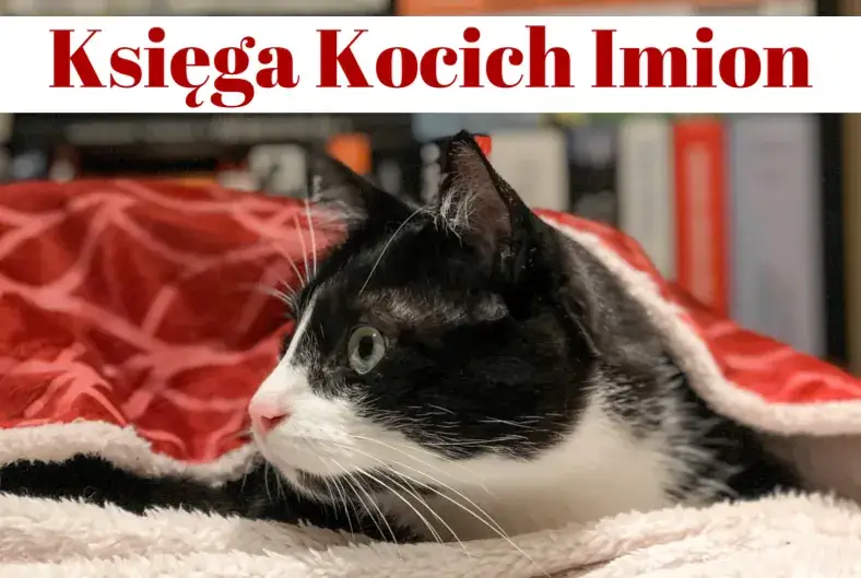 Zdjęcie Jak nazwać kotkę? Najlepsze imiona, które pokochasz od pierwszego wejrzenia