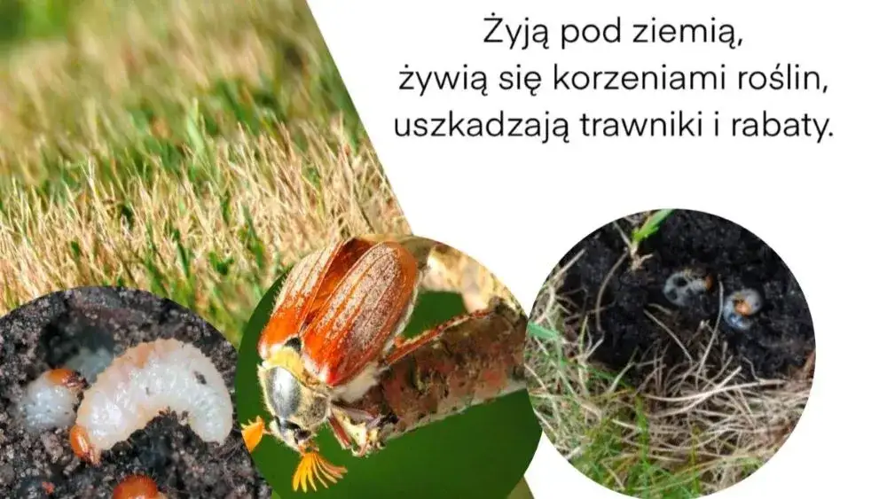 Zdjęcie Jak zwalczyć pędraki w trawniku - skuteczne metody i porady