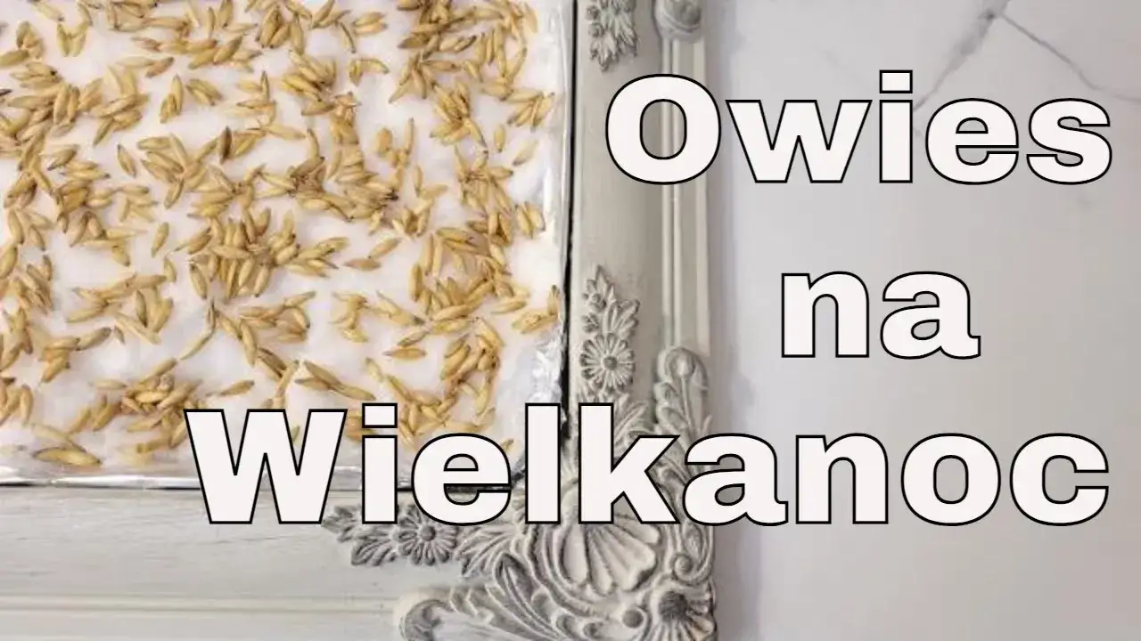 Zdjęcie Jak wysiać owies na Wielkanoc, aby uzyskać piękne plony?