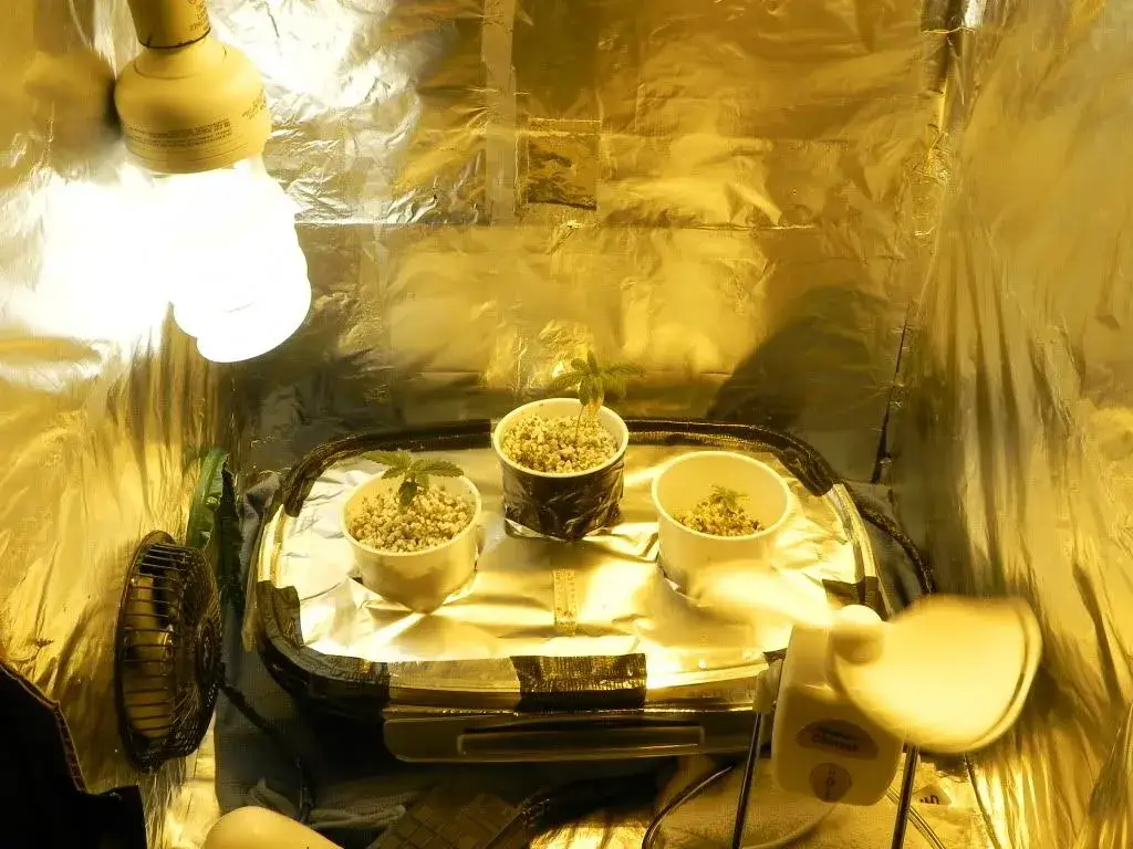 Zdjęcie Jak zbudować boxa do hodowli marihuany - uniknij najczęstszych błędów