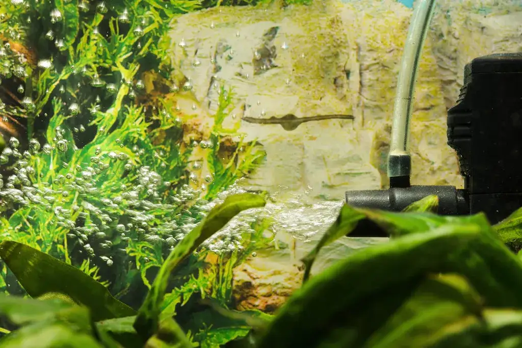 Zdjęcie Prawidłowe umieszczenie napowietrzacza w akwarium - poradnik akwarysty