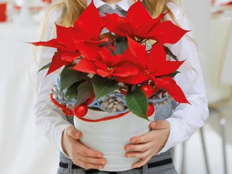 Zdjęcie Gwiazda betlejemska jest trująca dla kota: Jak chronić swojego pupila