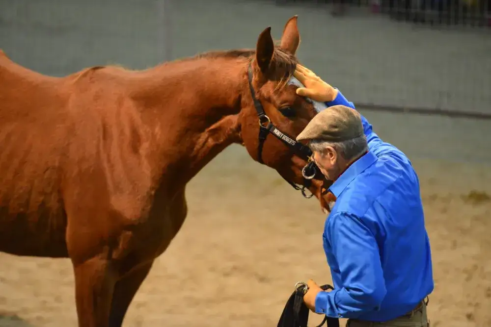 Zdjęcie Człowiek który słucha koni – jak Monty Roberts zmienia życie zwierząt